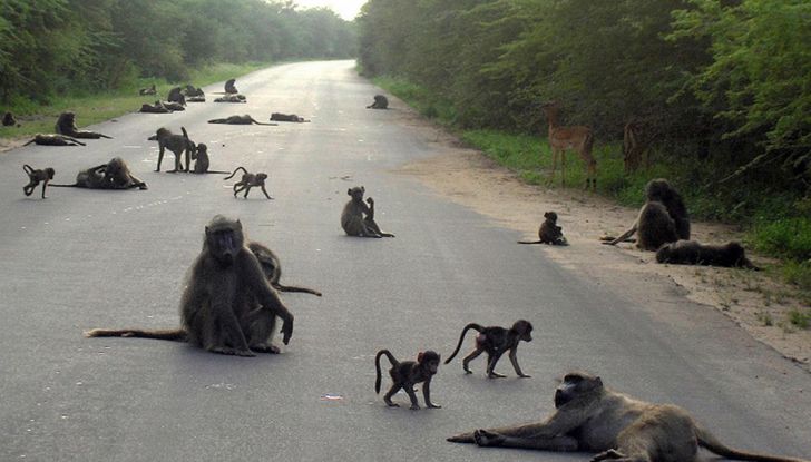 Cosa fare se si investe un animale con l’auto - Foto 8 di 11