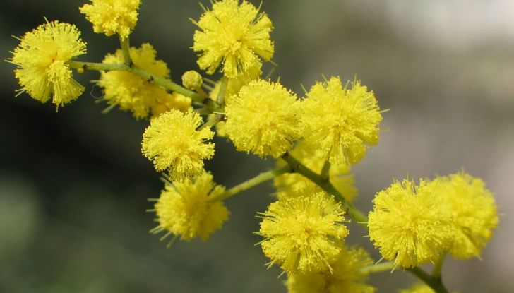Festa della Donna: auguri da Infomotori! - Foto 6 di 6