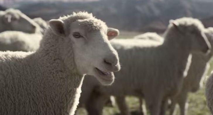 Gregge di pecore, pubblicità Honda.