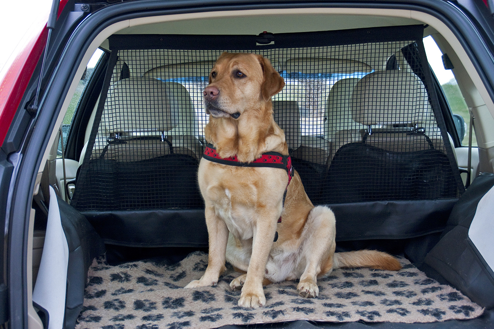 Animali in auto: come trasportare cani e gatti secondo il Codice della  Strada - Infomotori