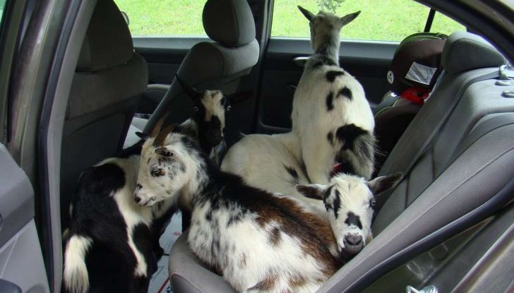 Assicurazioni animali in auto - Foto 2 di 7