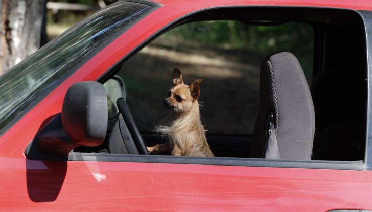 Assicurazioni animali in auto - Foto 5 di 7