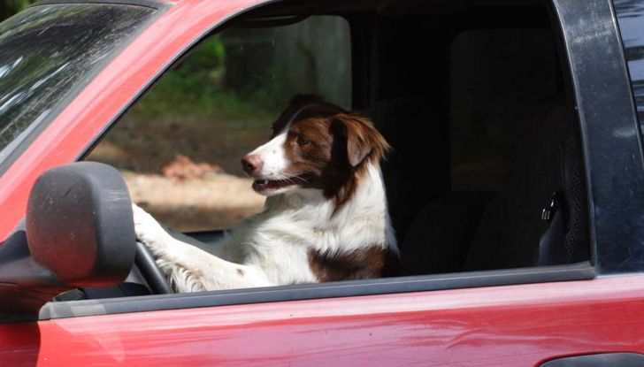 Assicurazioni animali in auto - Foto 7 di 7