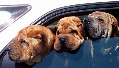 Assicurazioni animali in auto