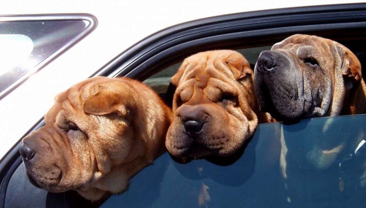 Assicurazioni animali in auto - Foto 1 di 7