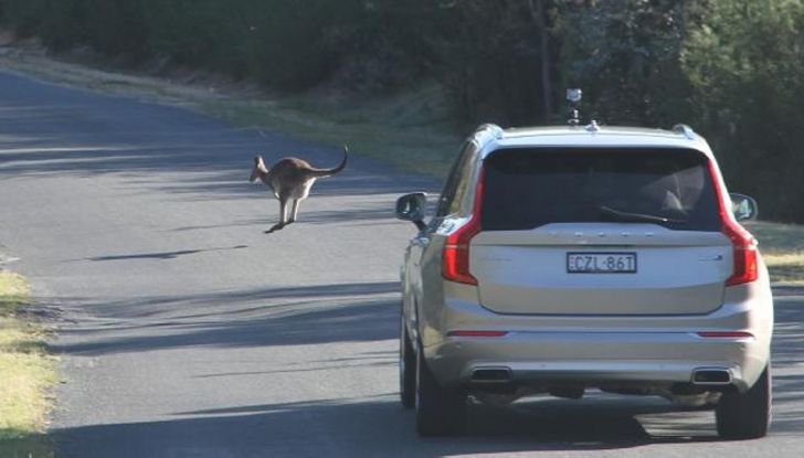 Australia, i canguri fanno saltare la guida autonoma Volvo - Foto 3 di 7