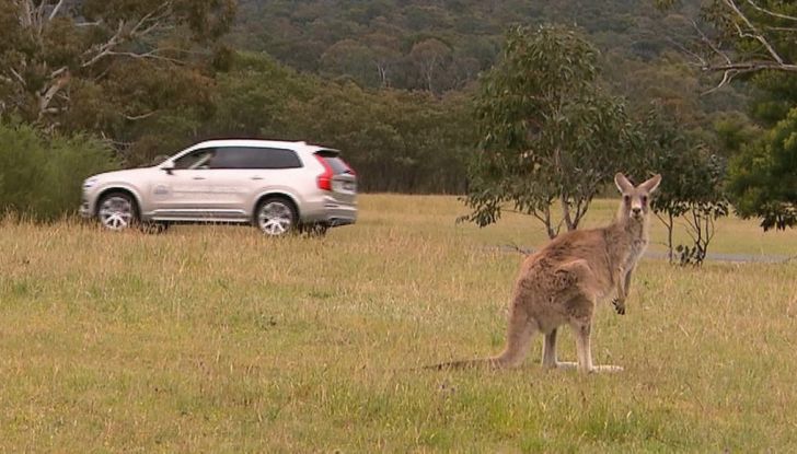 Australia, i canguri fanno saltare la guida autonoma Volvo - Foto 4 di 7