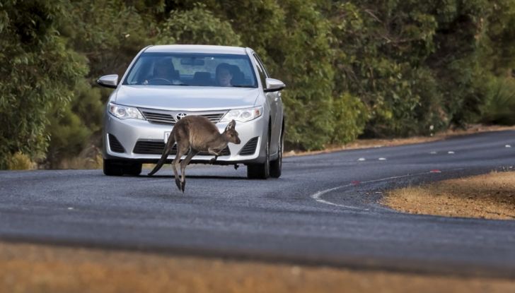 Australia, i canguri fanno saltare la guida autonoma Volvo - Foto 5 di 7