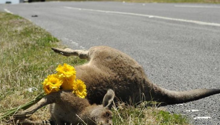 Australia, i canguri fanno saltare la guida autonoma Volvo - Foto 7 di 7