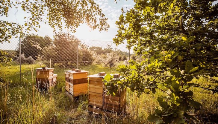 Porsche si lancia nella produzione di miele con 1,5 milioni di api - Foto 4 di 9