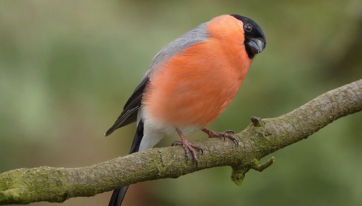Inghilterra, spine dissuasori sugli alberi per proteggere le auto dagli uccelli - Foto 5 di 10