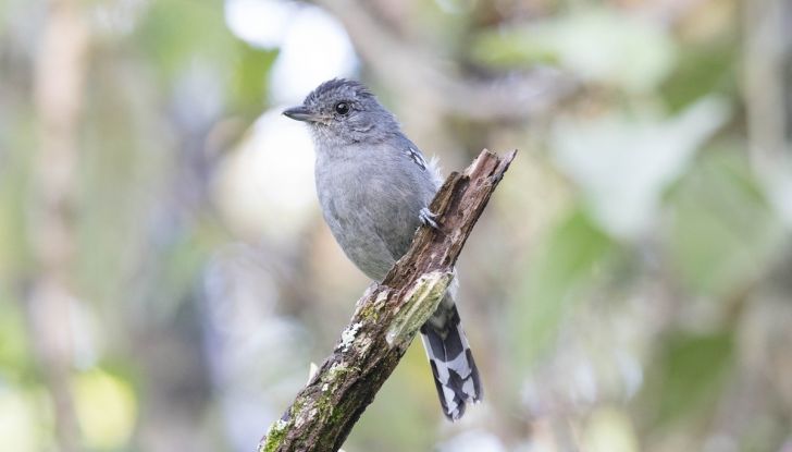 Inghilterra, spine dissuasori sugli alberi per proteggere le auto dagli uccelli - Foto 6 di 10