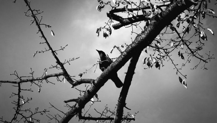 Inghilterra, spine dissuasori sugli alberi per proteggere le auto dagli uccelli - Foto 1 di 10