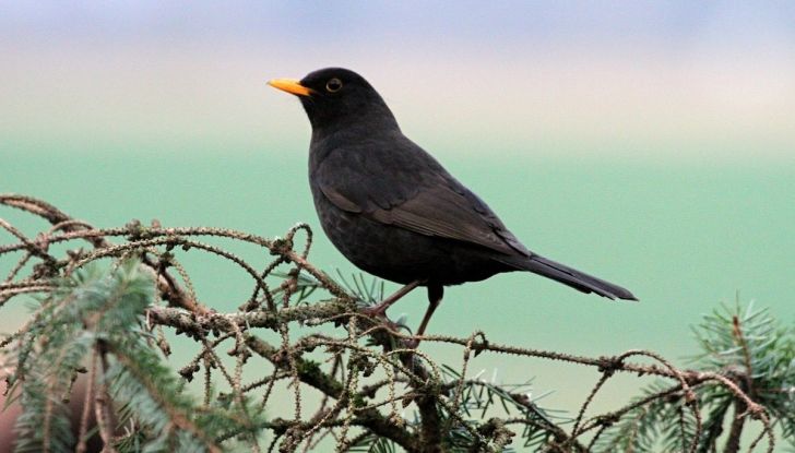Inghilterra, spine dissuasori sugli alberi per proteggere le auto dagli uccelli - Foto 8 di 10