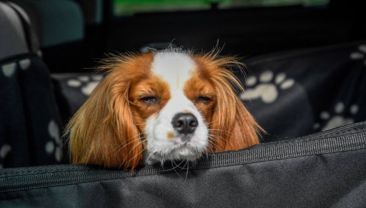 Citroën lancia il kit “Pet à Porter” per la sicurezza dei cani in auto - Foto 15 di 25