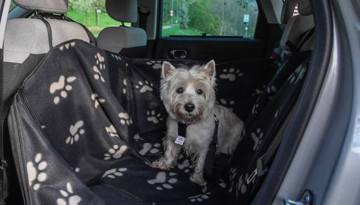 Citroën lancia il kit “Pet à Porter” per la sicurezza dei cani in auto - Foto 4 di 25