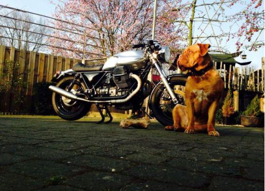 Moto Guzzi, che passione! Un’ampia gallery di foto simpatiche - Foto 12 di 20