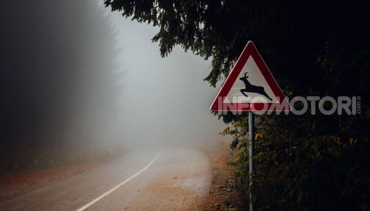 attraversamento animali