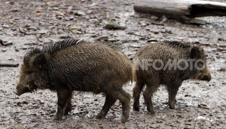 pericolo cinghiali