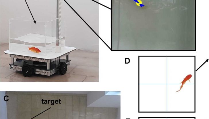 Il futuro della guida autonoma sperimentato da… un pesce rosso! - Foto 2 di 4