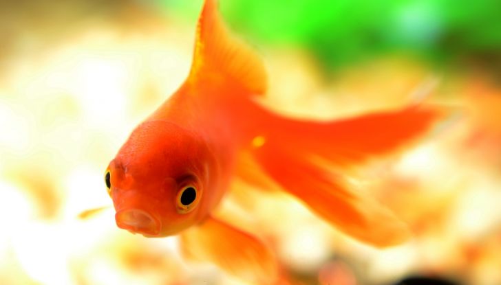 Il futuro della guida autonoma sperimentato da… un pesce rosso! - Foto 1 di 4