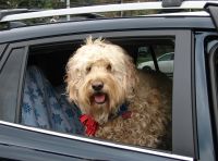 Viaggiare in auto con il cane: consigli e regole per una guida sicura