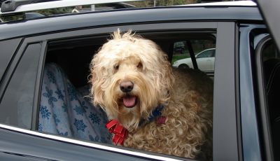 Viaggiare in auto con il cane: consigli e regole per una guida sicura